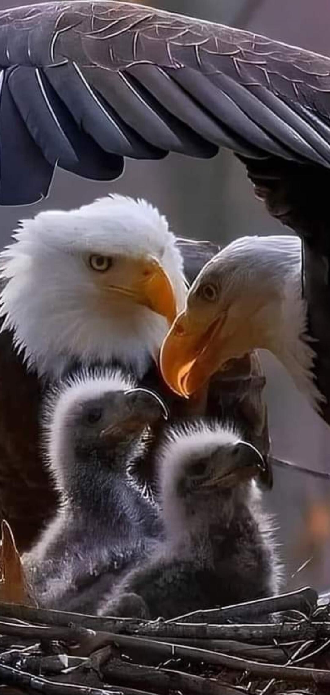 Adult bald eagle with two young eaglets in a nest. The adult eagle has a white head and yellow beak, looking over the two fluffy gray eaglets nestled in a nest.