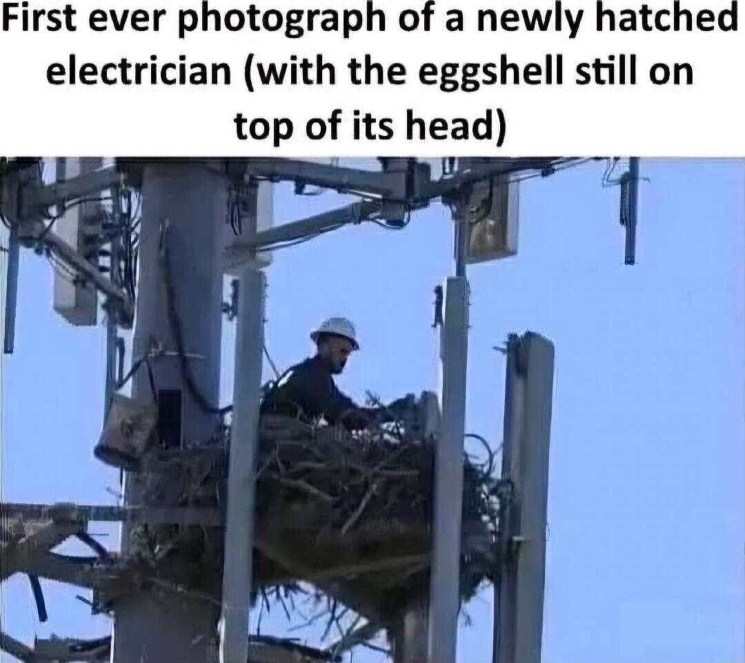 First ever photograph of a newly hatched electrician with the eggshell still on top of its head
