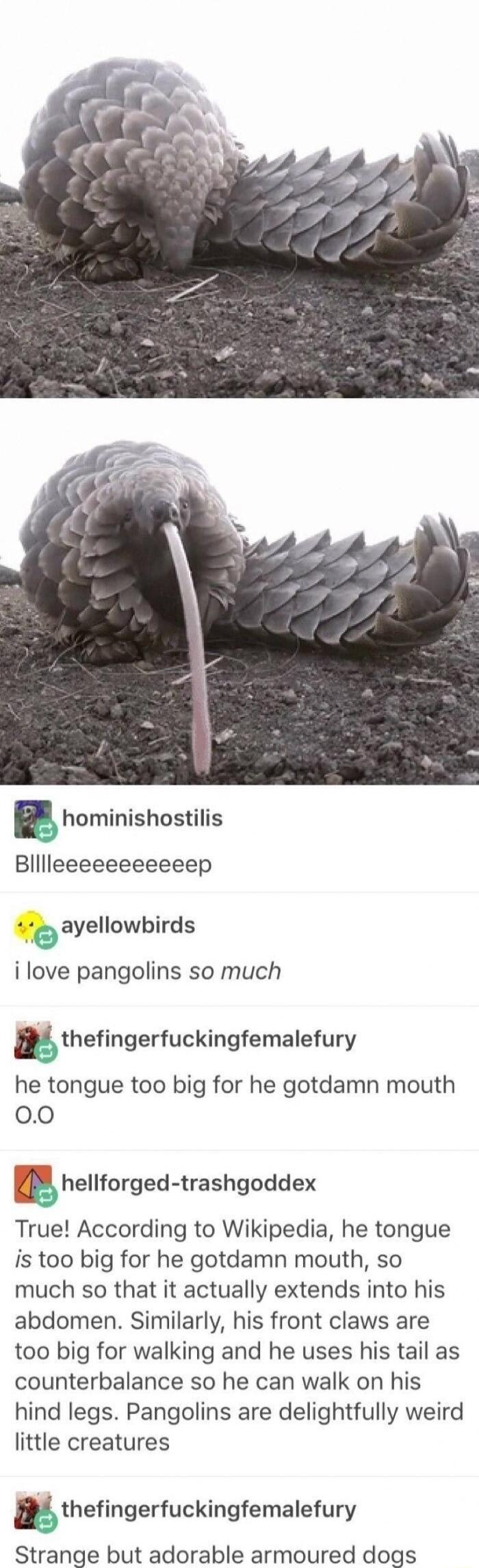Blllleeeeeeeeeeep ayellowbirds i love pangolins so much thefingerfuckingfemalefury he tongue too big for he gotdamn mouth 00 5 hellforged trashgoddex True According to Wikipedia he tongue is too big for he gotdamn mouth so much so that it actually extends into his abdomen Similarly his front claws are too big for walking and he uses his tail as counterbalance so he can walk on his hind legs Pangol