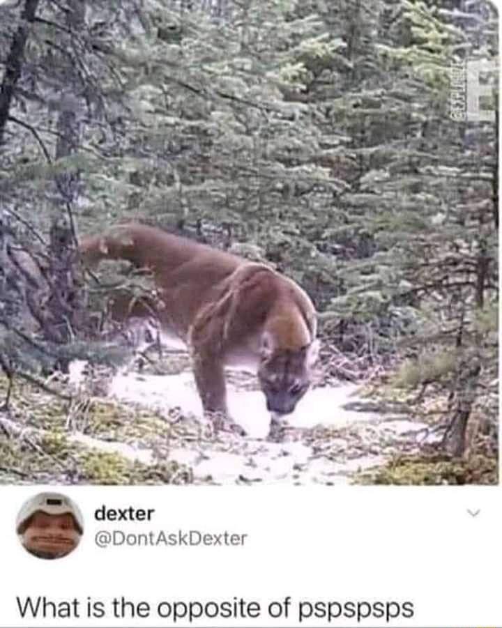 ontAskDexter What is the opposite of pspspsps