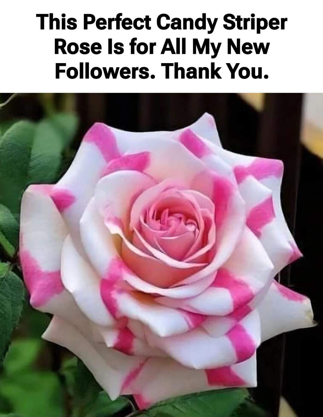 This Perfect Candy Striper Rose Is for All My New Followers. Thank You.