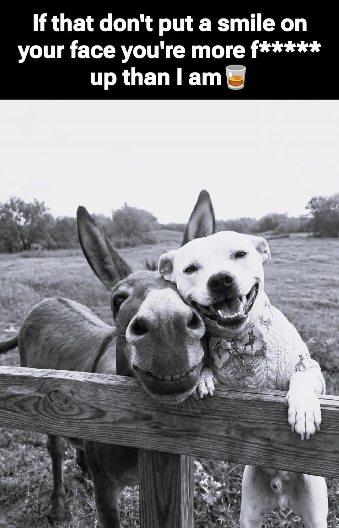 If that don't put a smile on your face you're more f***** up than I am 🥃