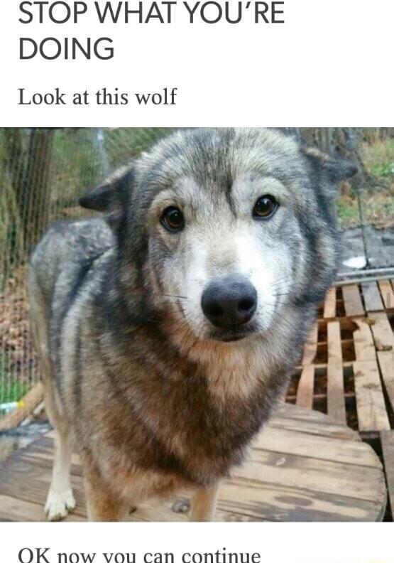 STOP WHAT YOURE DOING Look at this wolf