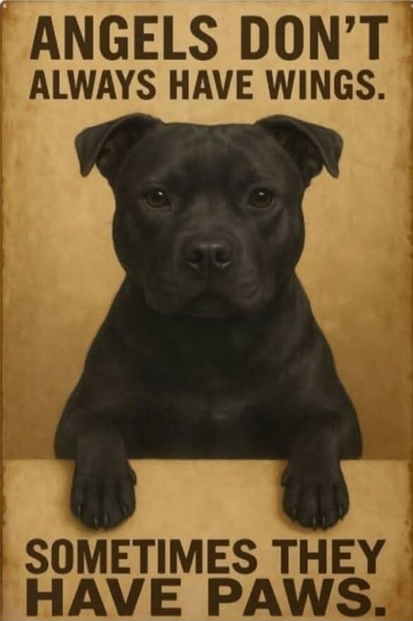 ANGELS DON'T ALWAYS HAVE WINGS.
SOMETIMES THEY HAVE PAWS.