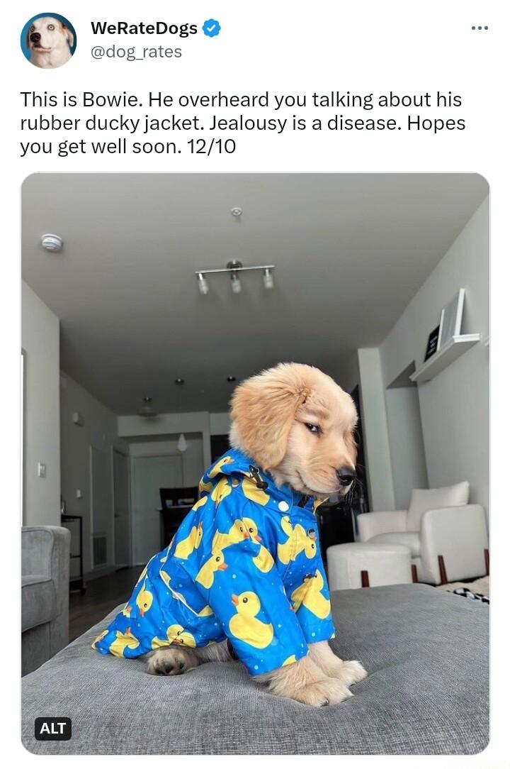 WeRateDogs dog rates This is Bowie He overheard you talking about his rubber ducky jacket Jealousy is a disease Hopes you get well soon 1210