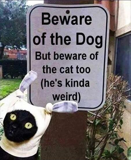 Beware the cat too hes kinda weird