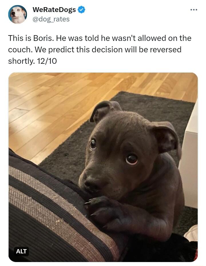 This is Boris He was told he wasnt allowed on the couch We predict this decision will be reversed shortly 1210