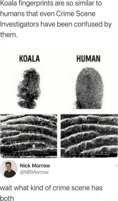 Koala fingerprints are so similar to humans that even Crime Scene Investigators have been confused by them. KOALA           HUMAN [fingerprint images] Nick Morrow @NRMorrow wait what kind of crime scene has both