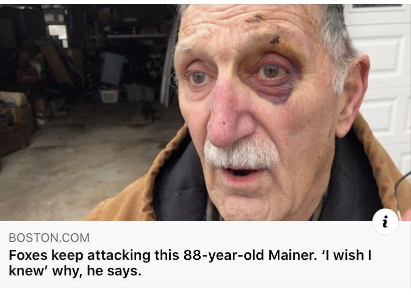 BOSTONCOM Foxes keep attacking this 88 year old Mainer l wish knew why he says