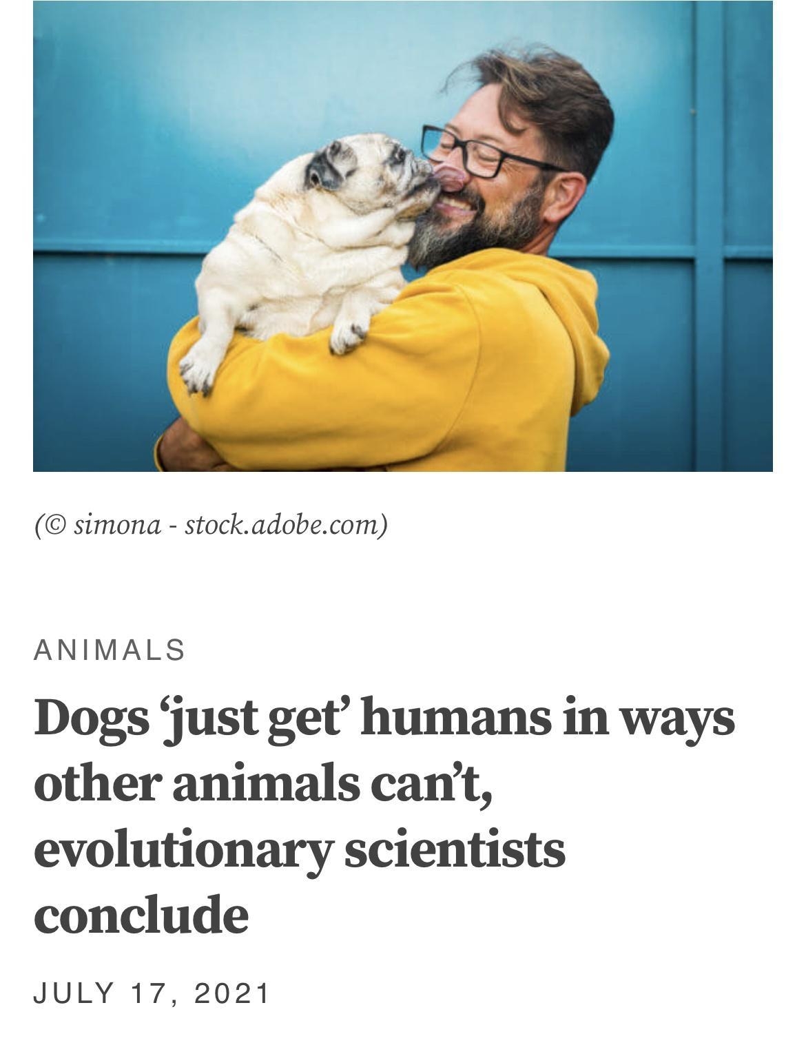 simona stockadobecom ANIMALS Dogs fjust get humans in ways other animals cant evolutionary scientists conclude JULY 17 2021