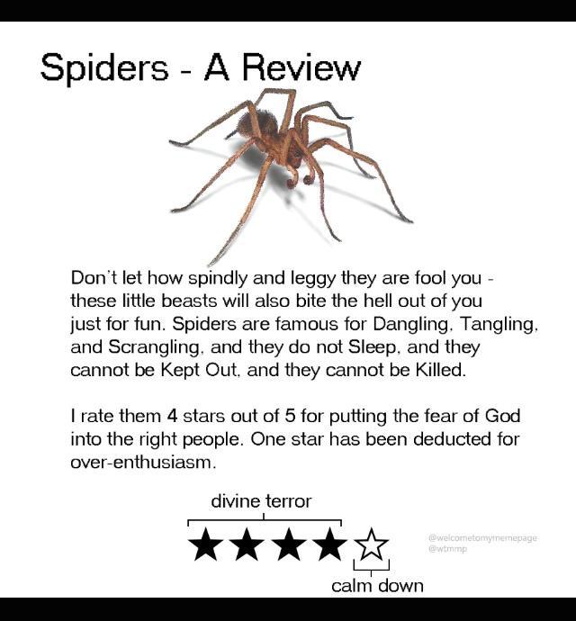 Spiders A Review Dontlet how spindly and leggy they are fool you these lttle beasts will also bite the hell out of you just for fun Spiders are famous for Dangling Tangling and Scrangling and they do ot Sleep and they cannot be Kept Out and they cannot be Killed rate them 4 stars out of 5 for putting the fear of God into the right people One star has been deducted for over enthusiasm divine terror