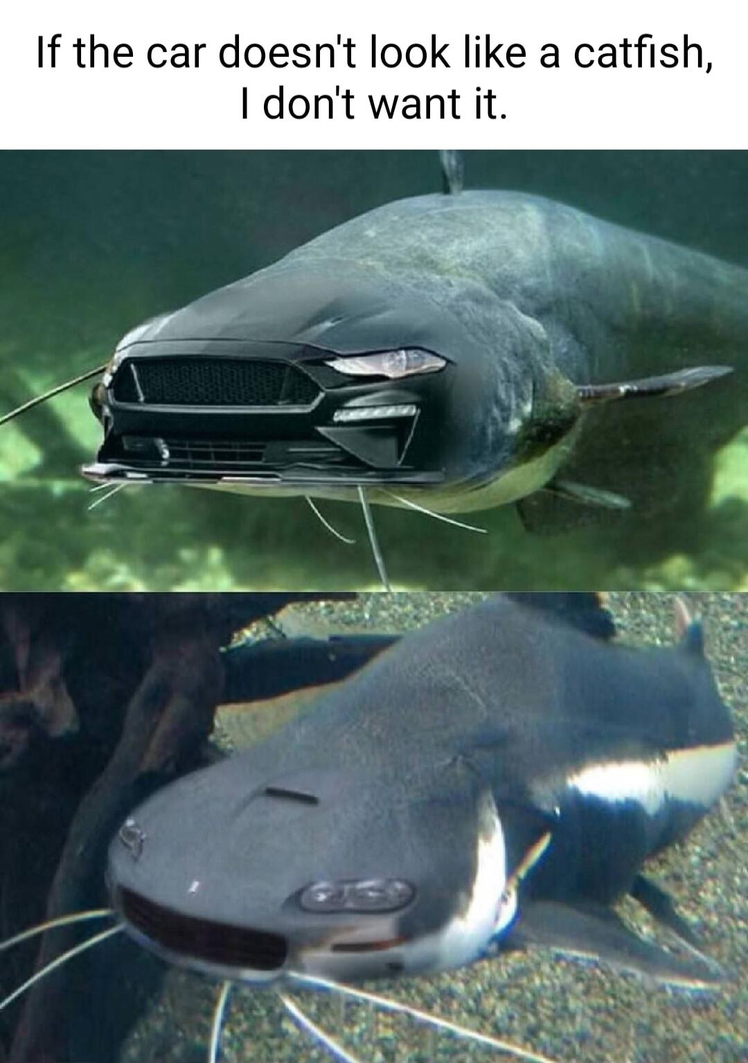 If the car doesnt look like a catfi dont want it