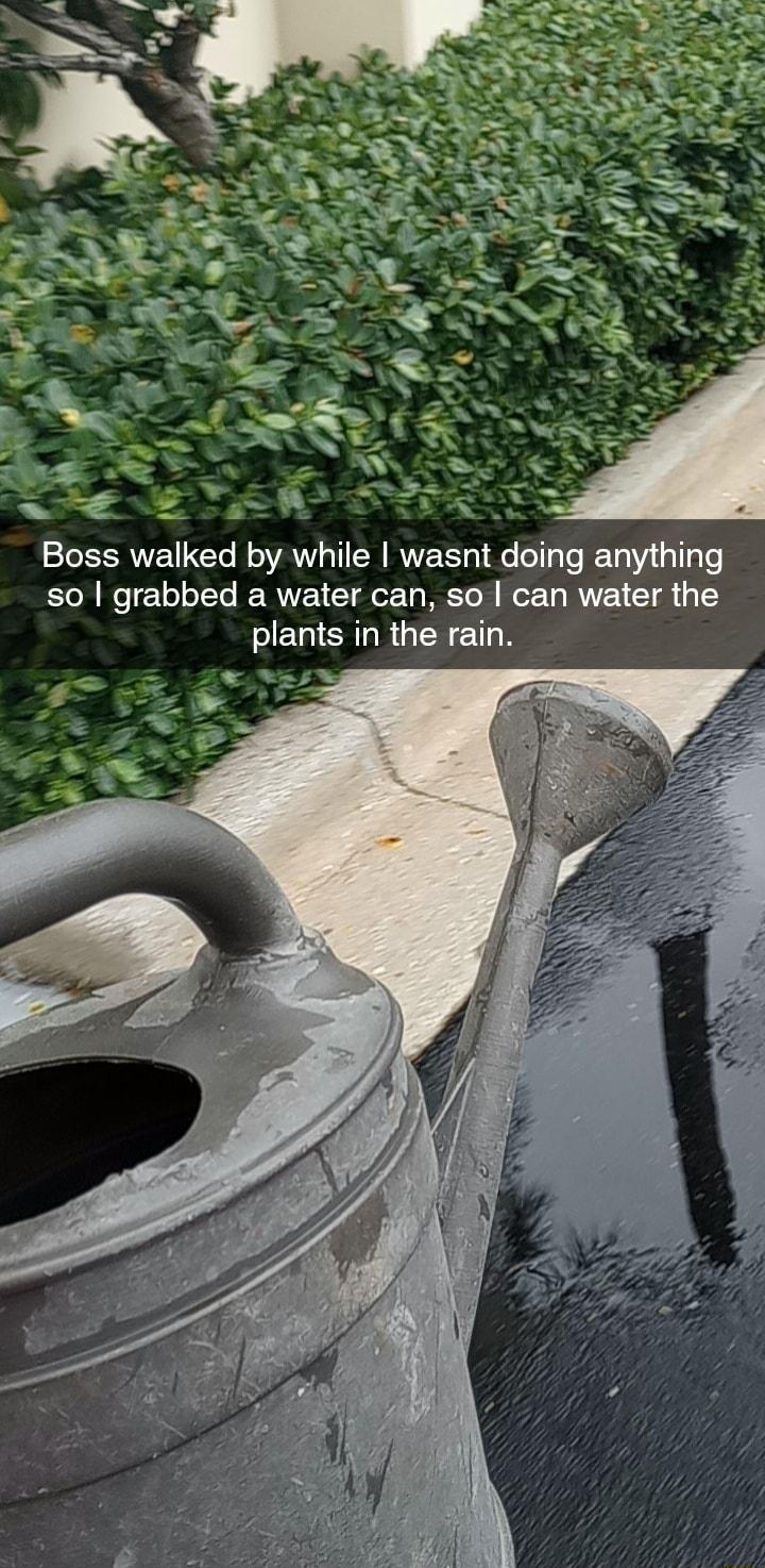 Boss walked by while wasnt doing anything so grabbed a water can so can water the plants in the rain