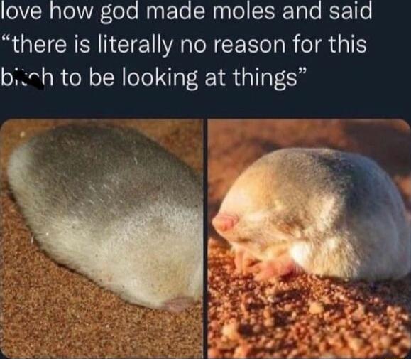 love how god made moles and said RGETCH N ETE VAN CE Ry R e ol bih to be looking at things