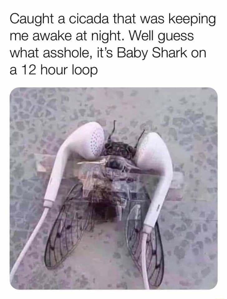 Caught a cicada that was keeping me awake at night Well guess what asshole its Baby Shark on a 12 hour loop