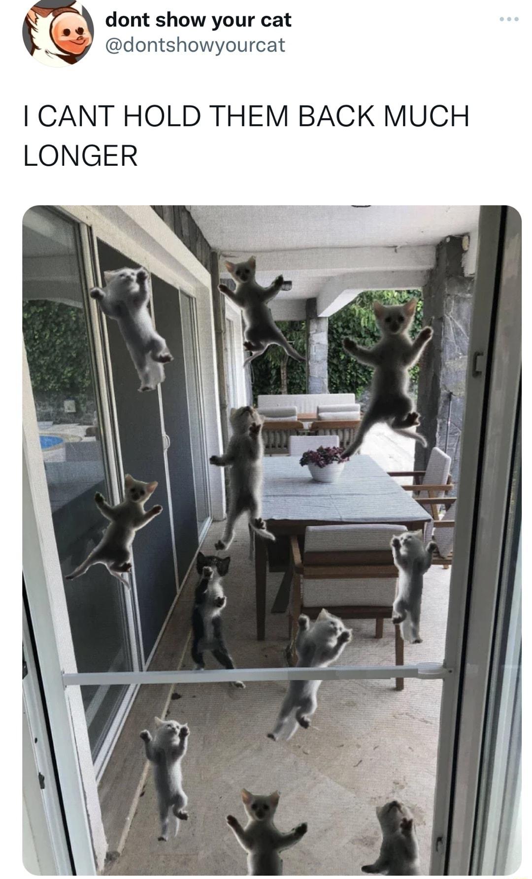 Y dont show your cat showyourcat CANT HOLD THEM BACK MUCH LONGER