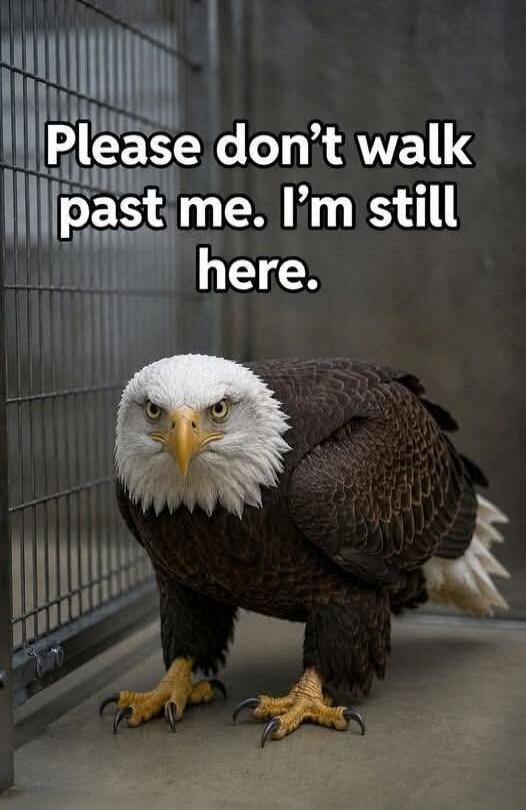 Please don't walk past me. I'm still here.