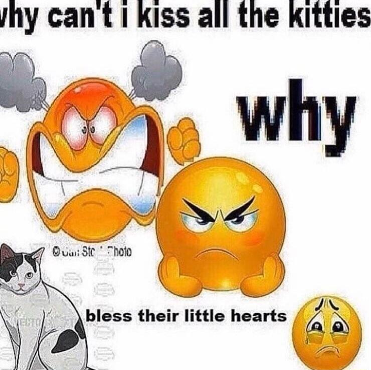 hy cant 1 kiss all the kitties e LN Why o6 S0 bless their little hearts i
