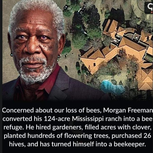 Concerned about our loss of bees Morgan Freeman converted his 124 acre Mississippi ranch into a bee refuge He hired gardeners filled acres with clover planted hundreds of flowering trees purchased 26 hives and has turned himself into a beekeeper