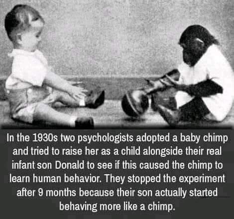 In the 1930s two psychologists adopted a baby chimp and tried to raise her as a child alongside their real infant son Donald to see if this caused the chimp to learn human behavior They stopped the experiment after months because their son actually started ENEV R TG T T