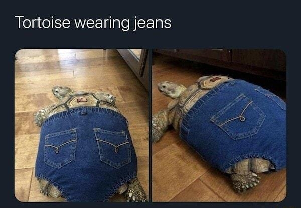 Tortoise B TortoisesDaily Tortoise wearing jeans
