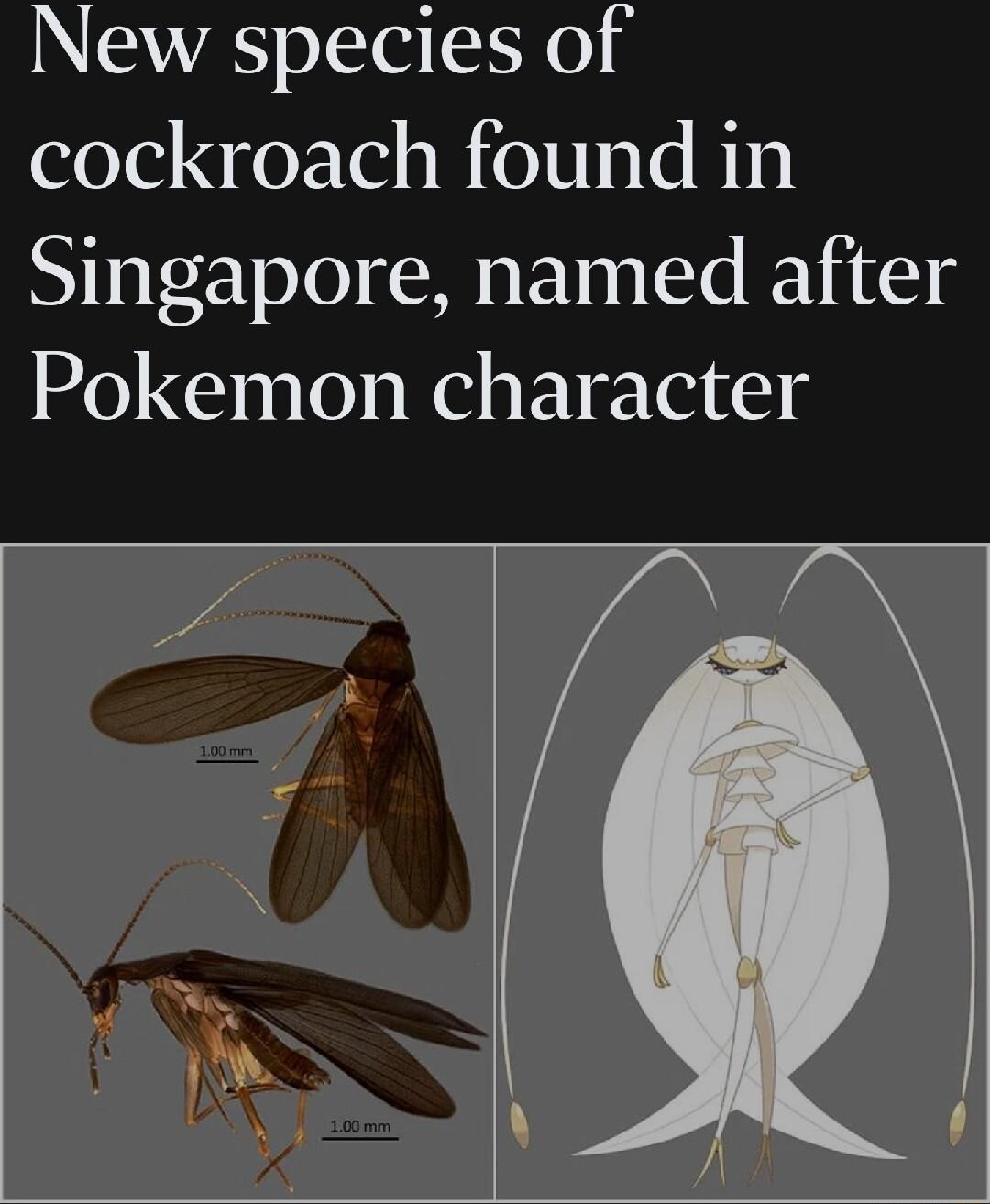 New species of cockroach found in Singapore named after Pokemon character