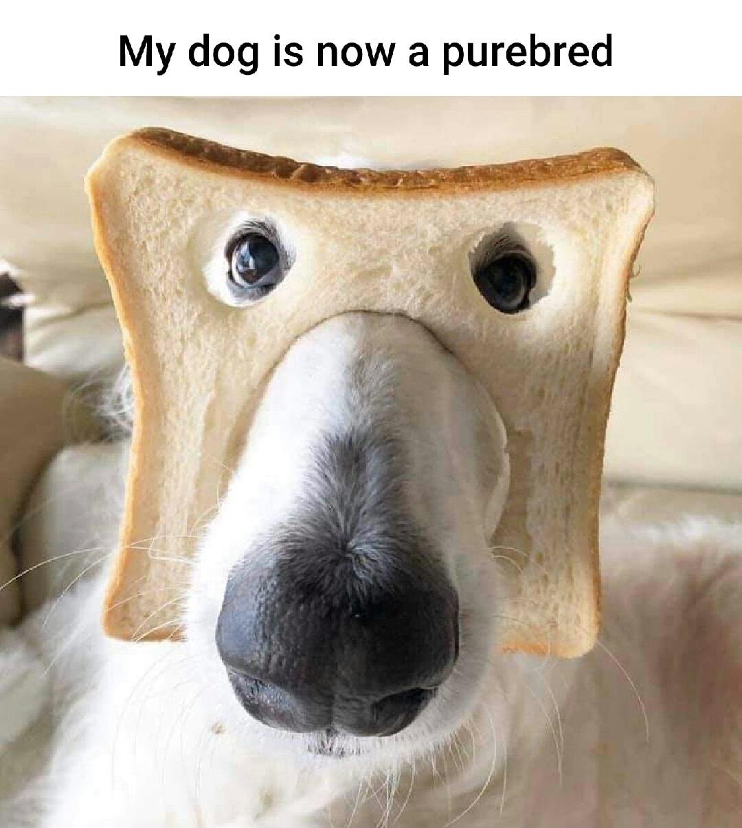 My dog is now a purebred