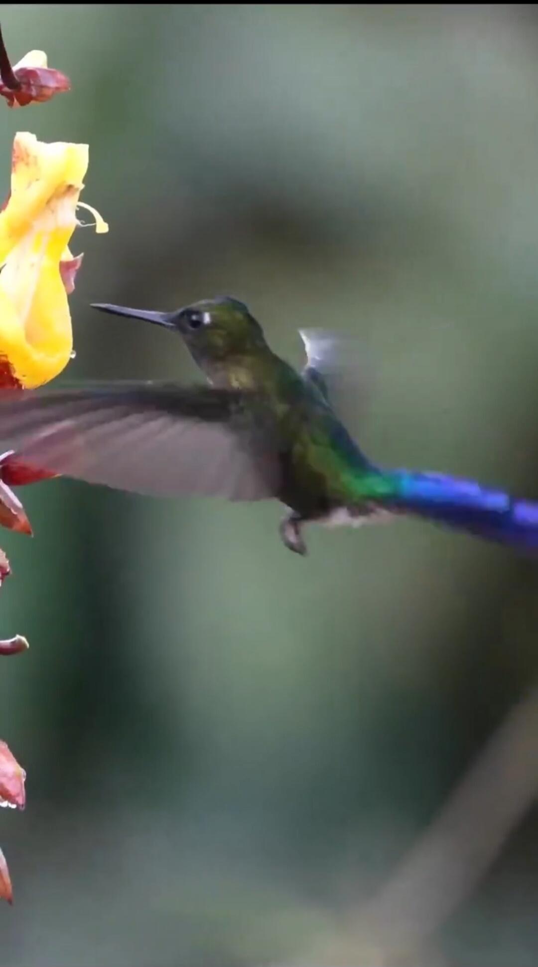 A hummingbird feeding from a flower.