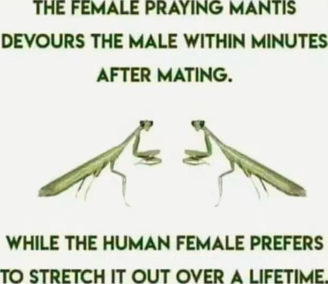 THE FEMALE PRAYING MANTIS DEVOURS THE MALE WITHIN MINUTES AFTER MAKING. WHILE THE HUMAN FEMALE PREFERS TO STRETCH IT OUT OVER A LIFETIME