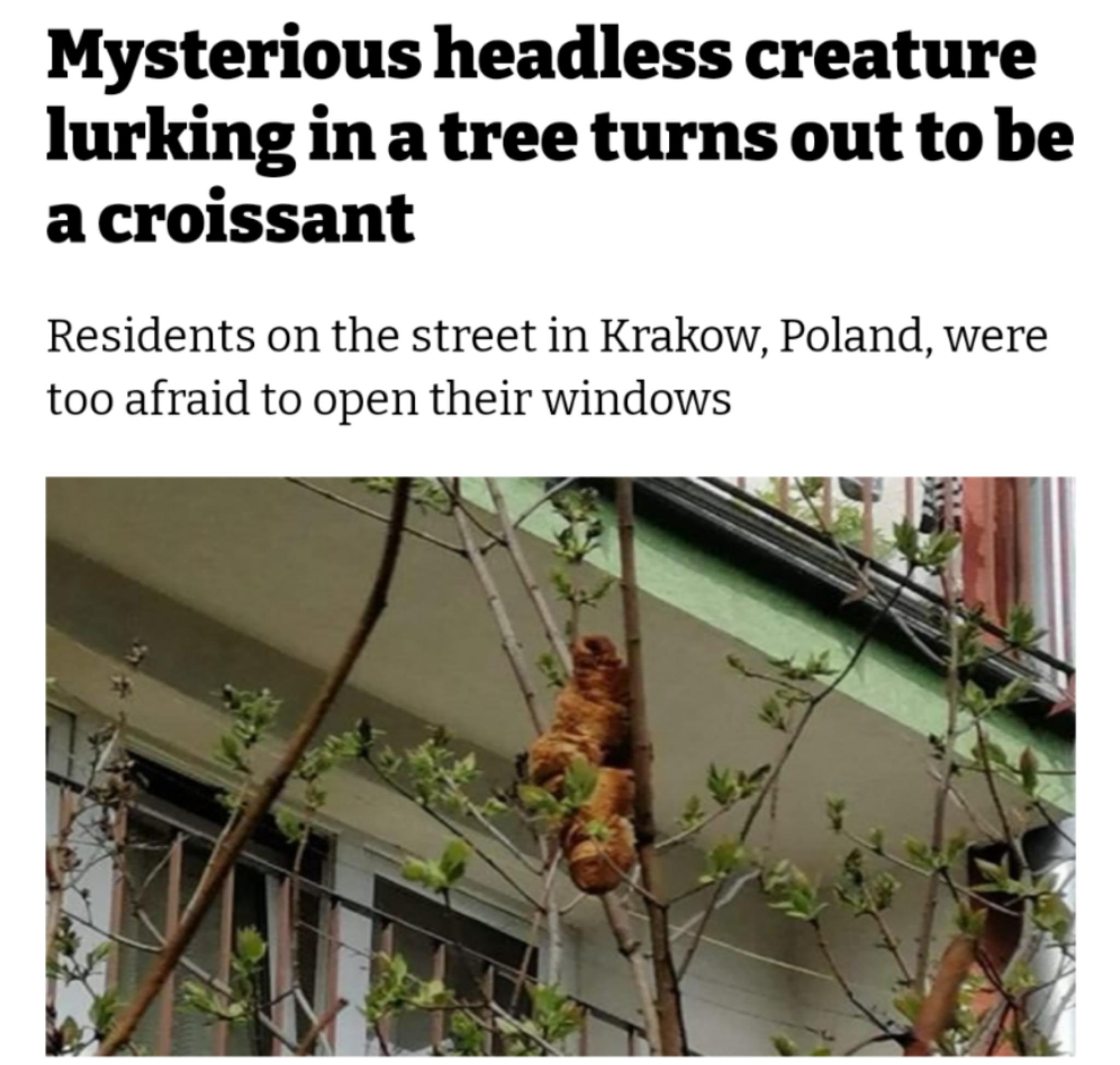 Mysterious headless creature lurking in a tree turns out to be acroissant Residents on the street in Krakow Poland were too afraid to open their windows