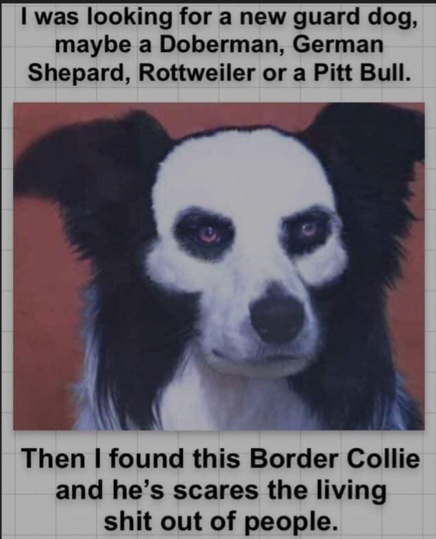 was looking for a new guard dog maybe a Doberman German Shepard Rottweiler or a Pitt Bull Then found this Border Collie and hes scares the living shit out of people