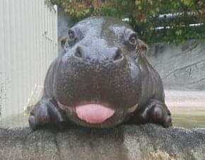 A close-up photo of a hippopotamus looking at the camera with its tongue out.