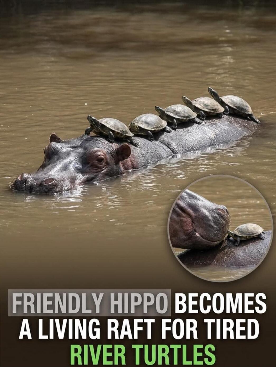 FRIENDLY HIPPO BECOMES A LIVING RAFT FOR TIRED RIVER TURTLES