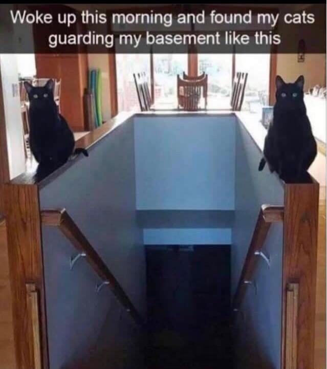 Woke up this morning and found my cats IVETG lo R A EEE A ER TS