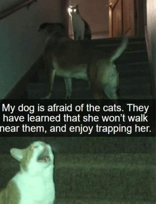 My dog is afraid of the cats They EVCHEET T R 1 RV T R AT 1S near them and enjoy trapping her