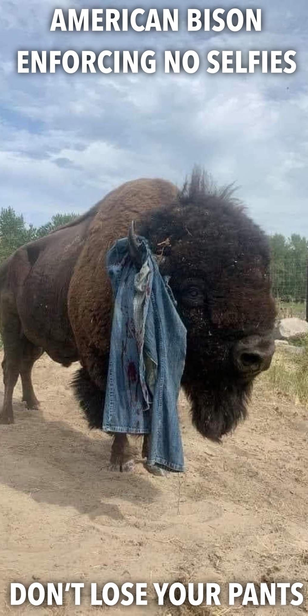 AMERICAN BISON ENFORCING NO SELFIES