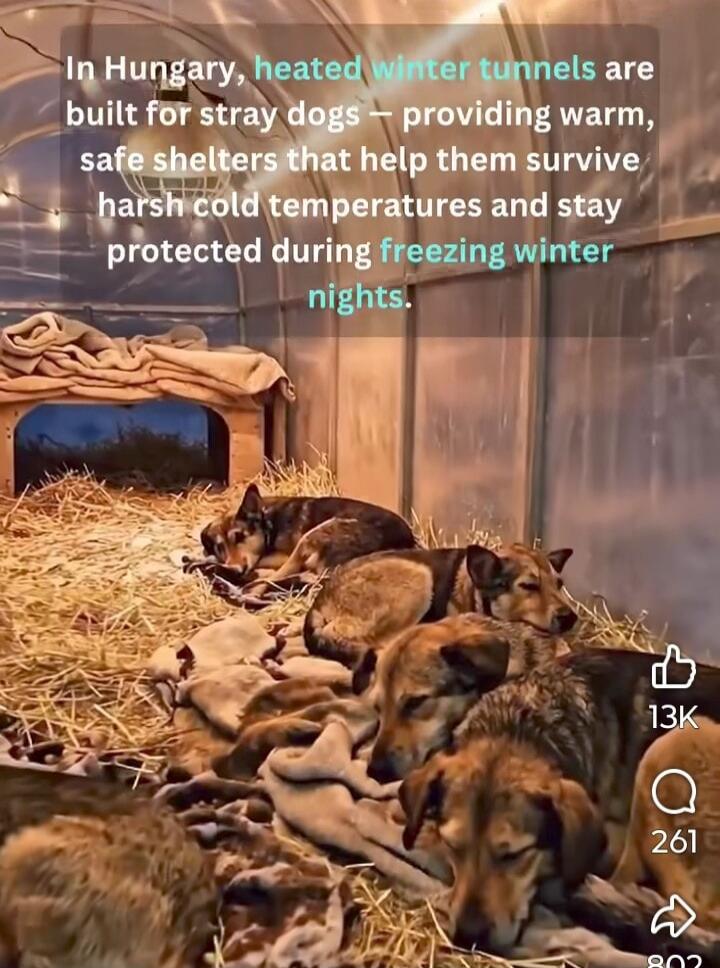 In Hungary, heated winter tunnels are built for stray dogs – providing warm, safe shelters that help them survive harsh cold temperatures and stay protected during freezing winter nights.