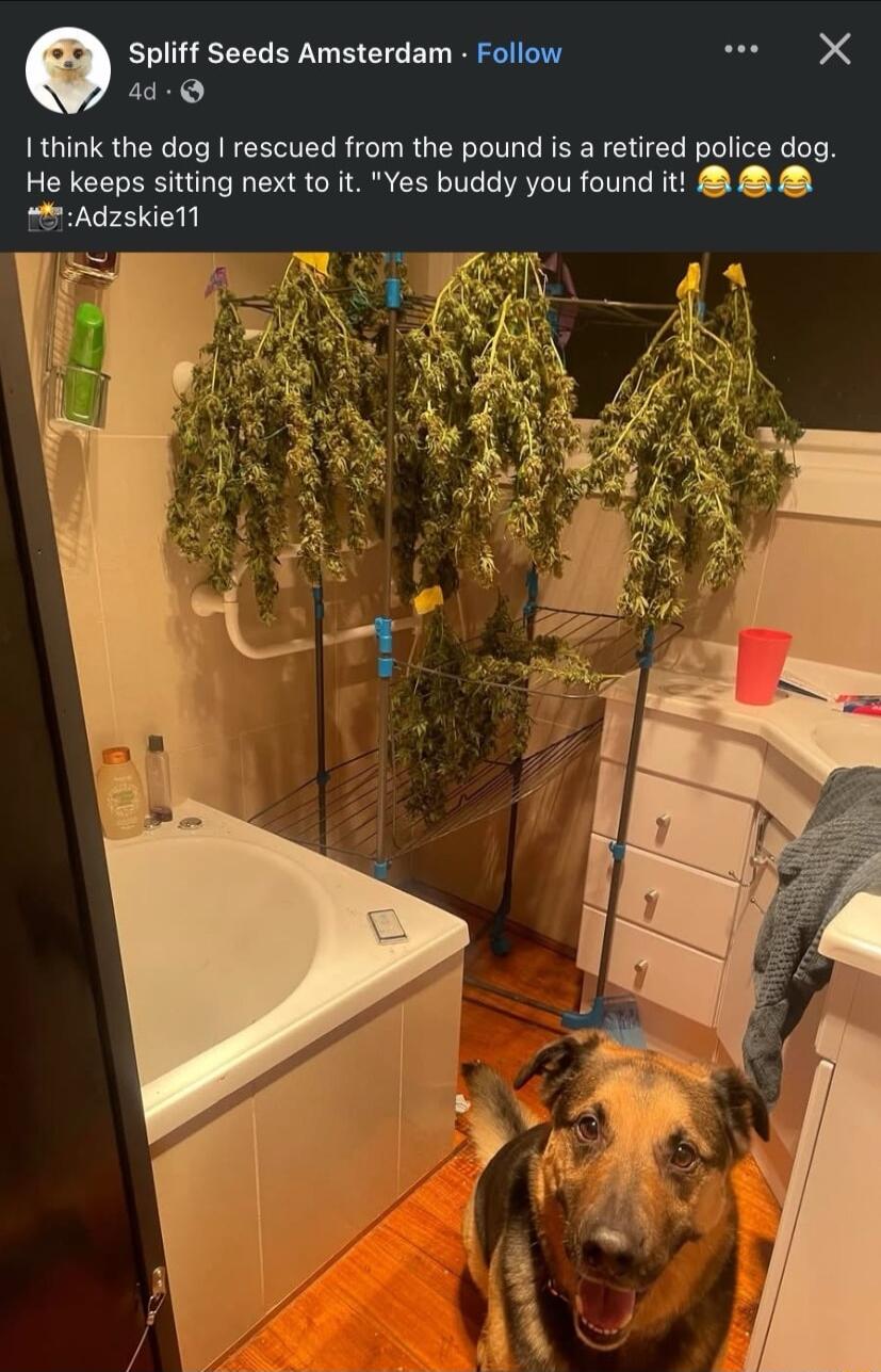 Spliff Seeds Amsterdam Follow o X 4 I think the dog rescued from the pound is a retired police dog He keeps sitting next to it Yes buddy you found it Adzskiell