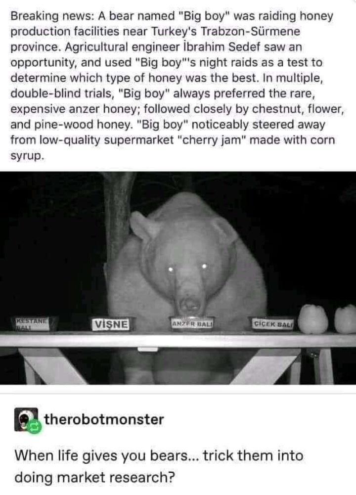 Breaking news A bear named Big boy was raiding honey production facilities near Turkeys Trabzon Slirmene province Agricultural engineer ibrahim Sedef saw an opportunity and used Big boys night raids as a test to determine which type of honey was the best In multiple double blind trials Big boy always preferred the rare expensive anzer honey followed closely by chestnut flower and pine wood honey B