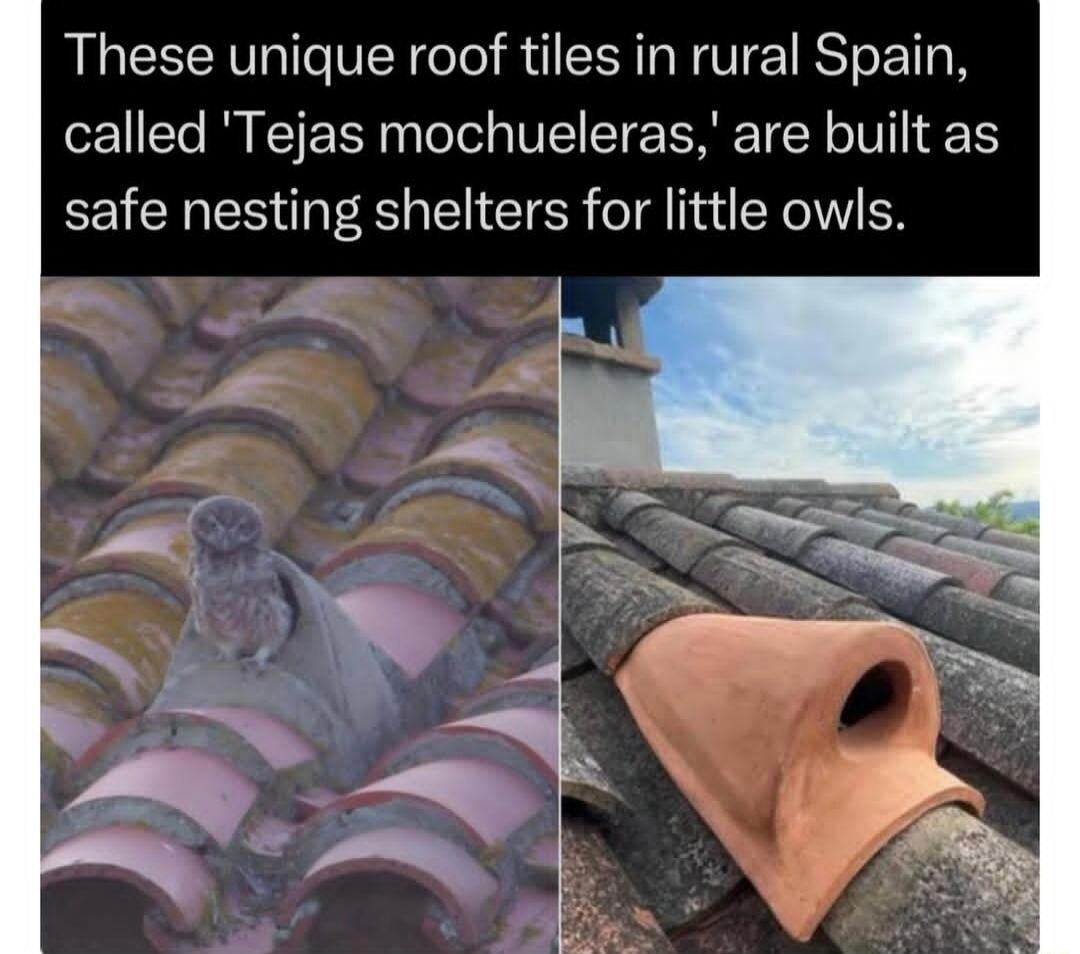 These unique roof tiles in rural Spain, called 'Tejas mochueleras,' are built as safe nesting shelters for little owls.