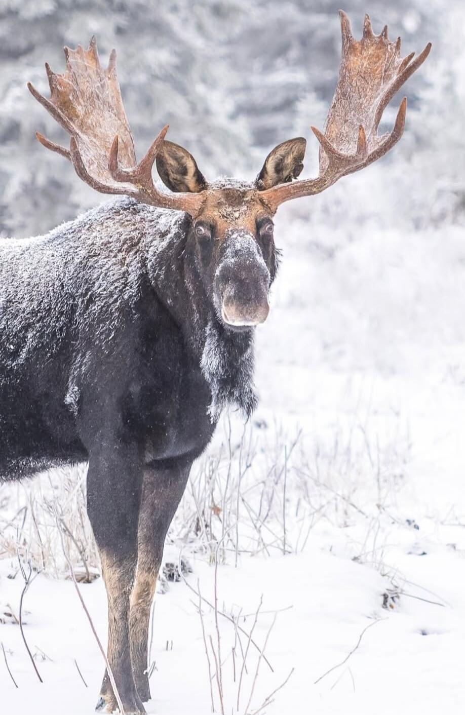 A moose standing in a snowy landscape with frost on its fur.
