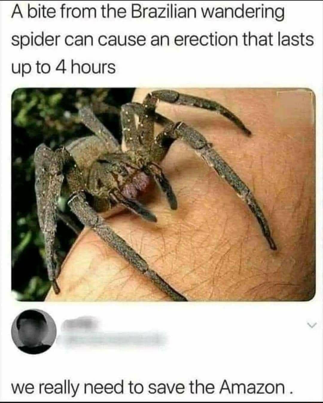 A bite from the Brazilian wandering spider can cause an erection that lasts up to 4 hours we really need to save the Amazon