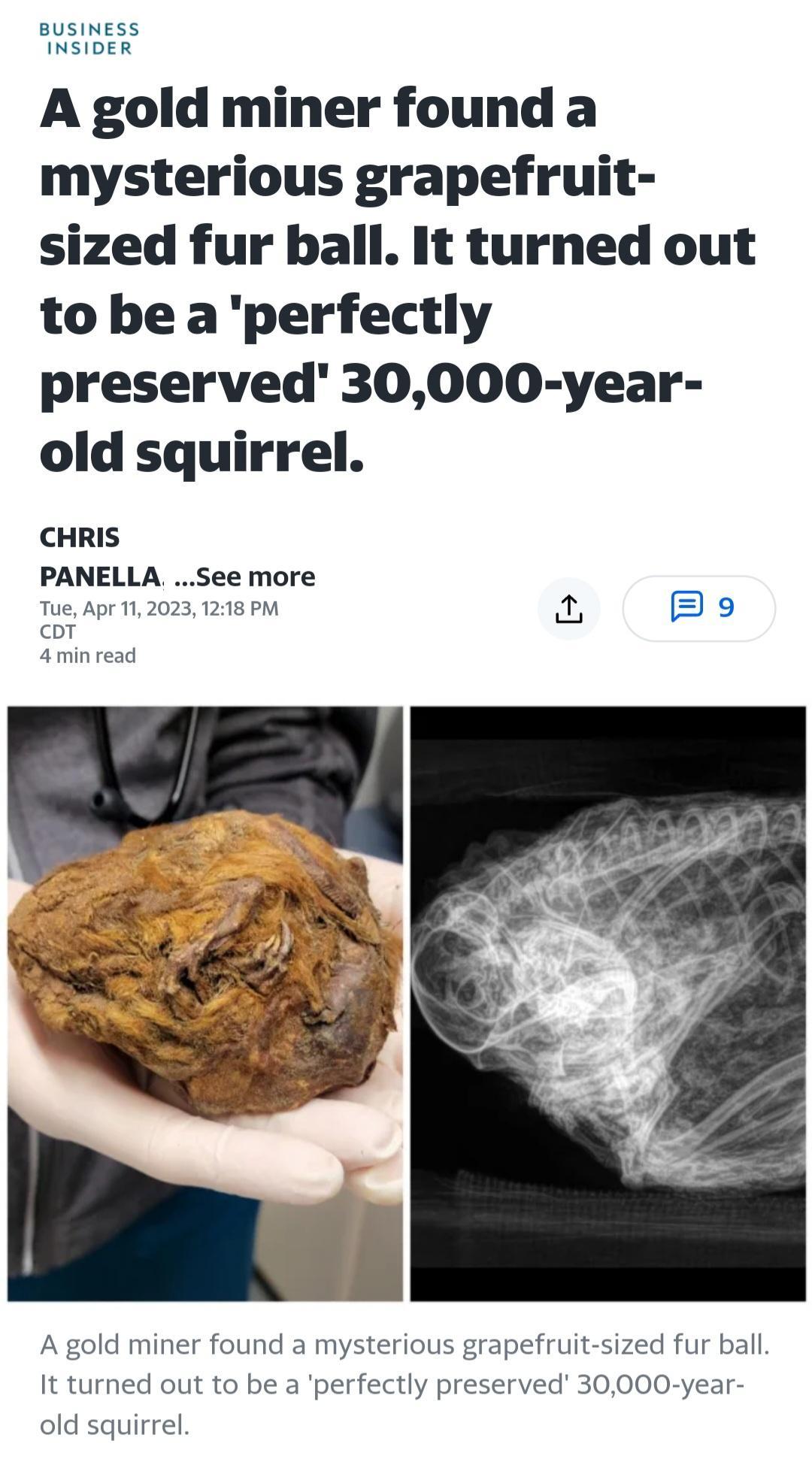 BuSINESS INSIDER A gold miner found a mysterious grapefruit sized fur ball It turned out to be aperfectly preserved 30000 year old squirrel CHRIS PANELLA See more Tue Apr 112023 1218 PM ot amin read B B A gold miner found a mysterious gra efruit sized fur ball It turned out to be a perfectly preserved 30000 year old squirrel