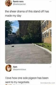 flamin nora @katiepacker the sheer drama of this stand off has made my day Sam @spamvicious I love how one sole pigeon has been sent to try negotiate,