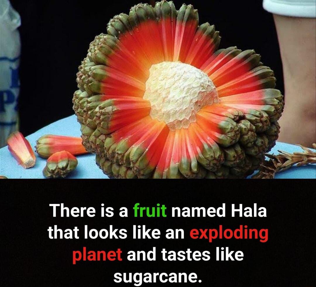 There is a fruit named Hala LUEN I CRITCE ELRER R sugarcane