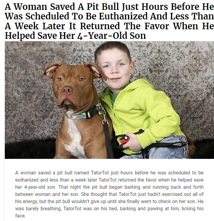A Woman Saved A Pit Bull Just Hours Before He Was Scheduled To Be Euthanized And Less Than A Week Later It Returned The Favor When He Helped Save Her l Year Old Son d a pit bull named TatoTot Just hours before he was scheduled 10 be less than 2 week later TtorTot eturned the favor when he her 4yearid son That ight the pi bull began barkig and g back and f between voman and her son She thought that