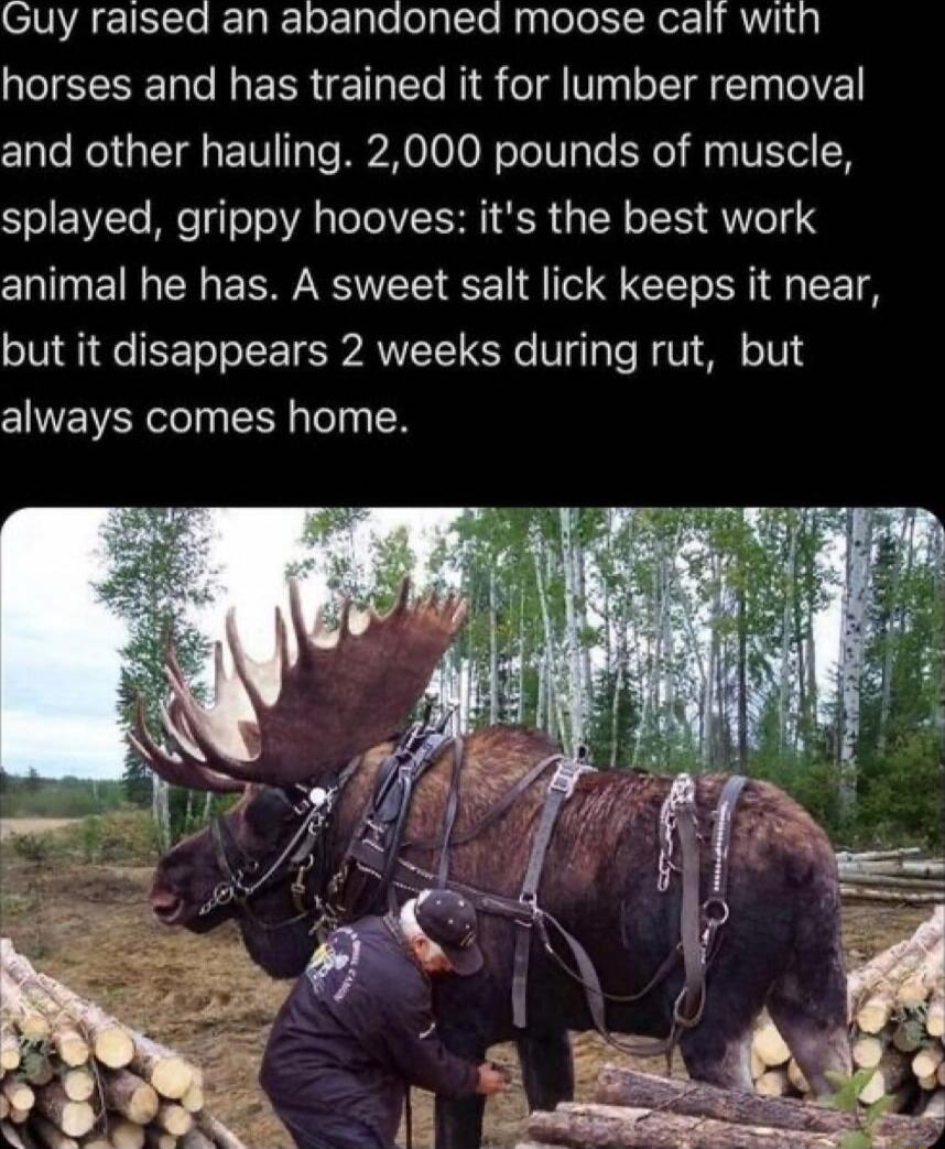 Guy raised an abandoned moose calf with horses and has trained it for lumber removal and other hauling 2000 pounds of muscle splayed grippy hooves its the best work animal he has A sweet salt lick keeps it near but it disappears 2 weeks during rut but always comes home