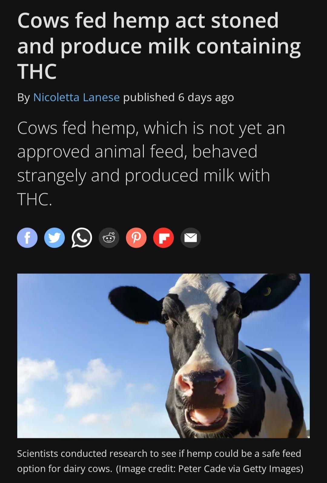 Cows fed hemp act stoned and produce milk containing THC By Nicoletta Lanese published 6 days ago Cows fed hemp which is not yet an EloJolgelVclelETalingEIRTEEle Mo lclaYele SuEalE oo ol gele Ularcle Nag 11 Wlda THC X JOEX XN Scientists conducted research to see if hemp could be a safe feed option for dairy cows Image credit Peter Cade via Getty Images