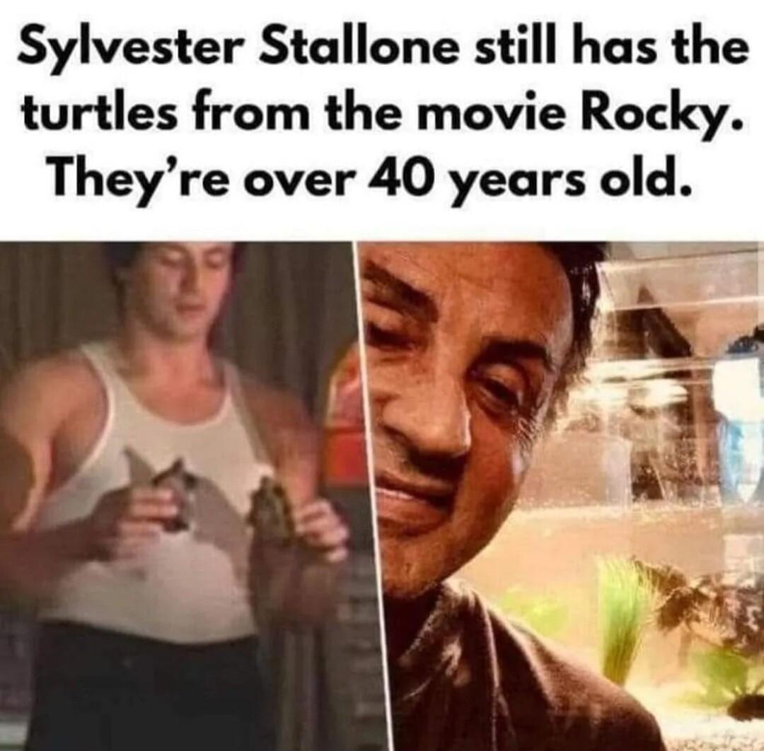 Sylvester Stallone still has the turtles from the movie Rocky Theyre over 40 years old