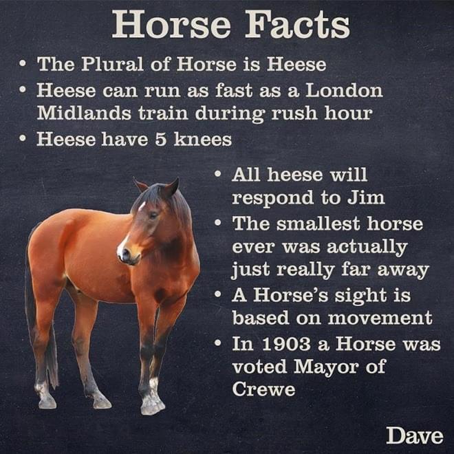 5 o 1 X ed LI ST R0 b o i o T o TEET Heese can run as fast as a London Midlands train during rush hour Heese have 5 knees All heese will respond to Jim The smallest horse VG RUETIET RV E g just really far away LN o ST S Ty s I based on movement In 1903 a Horse was voted Mayor of Crewe Dave